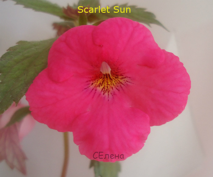  Scarlet Sun 