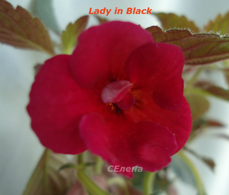  Lady in Black 