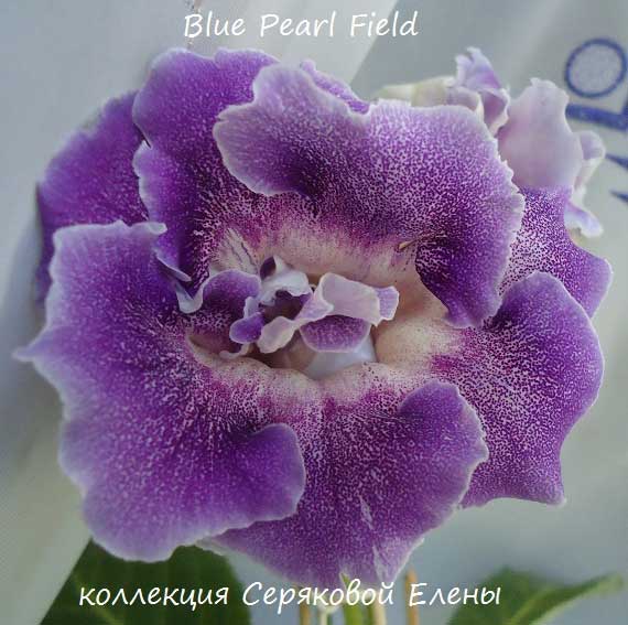   Blue Pearl Field ( ) 