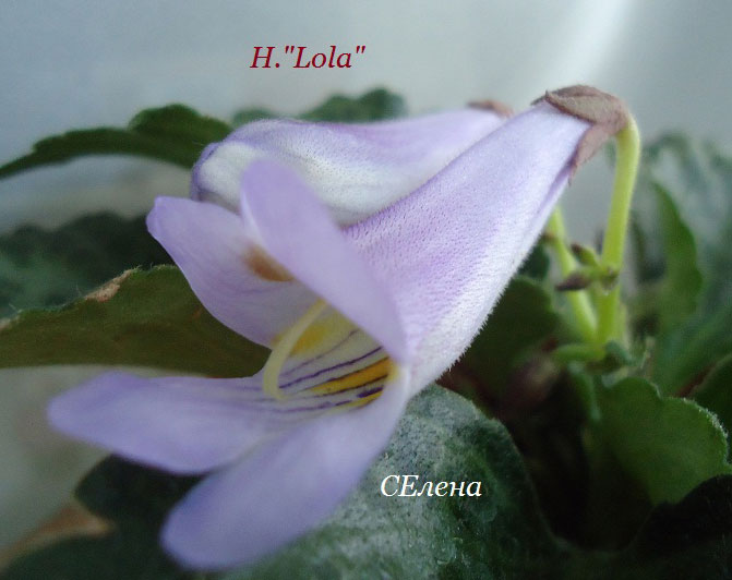    (Chirita) 'Lola' 