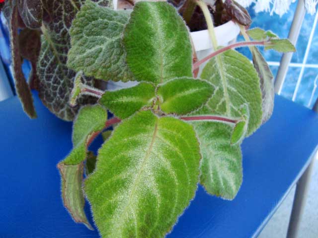  Episcia lilacina f. viridis 