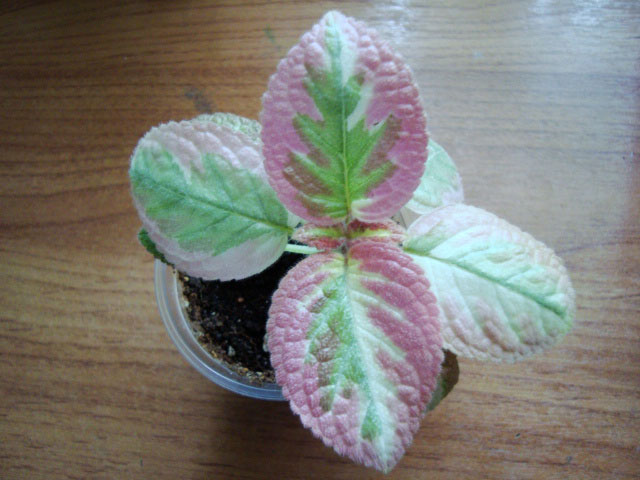   (Episcia) Unpredictable Valley' 