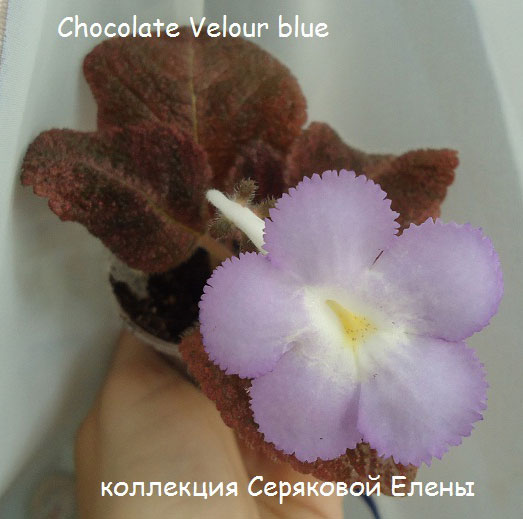  Chocolate Velour blue 