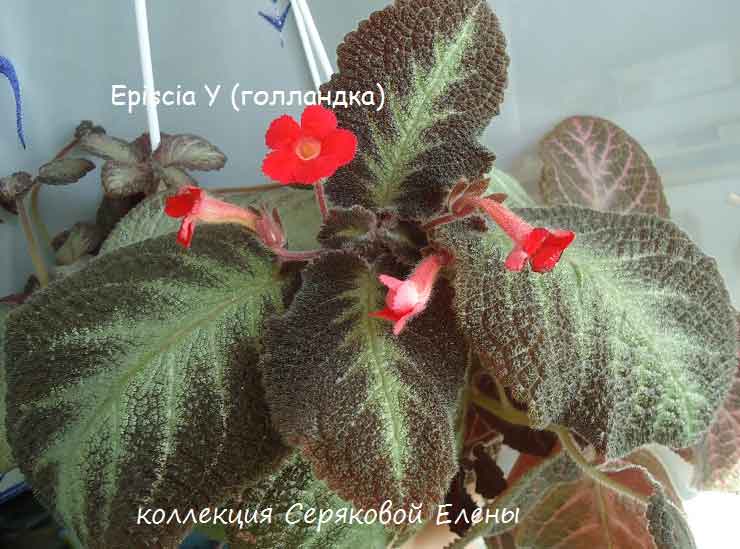  Episcia Y () 