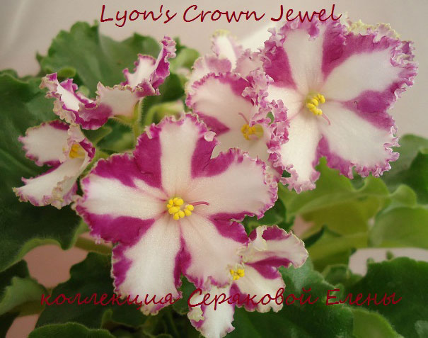  Lyon's Crown Jewel 