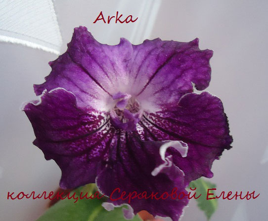  Arka 