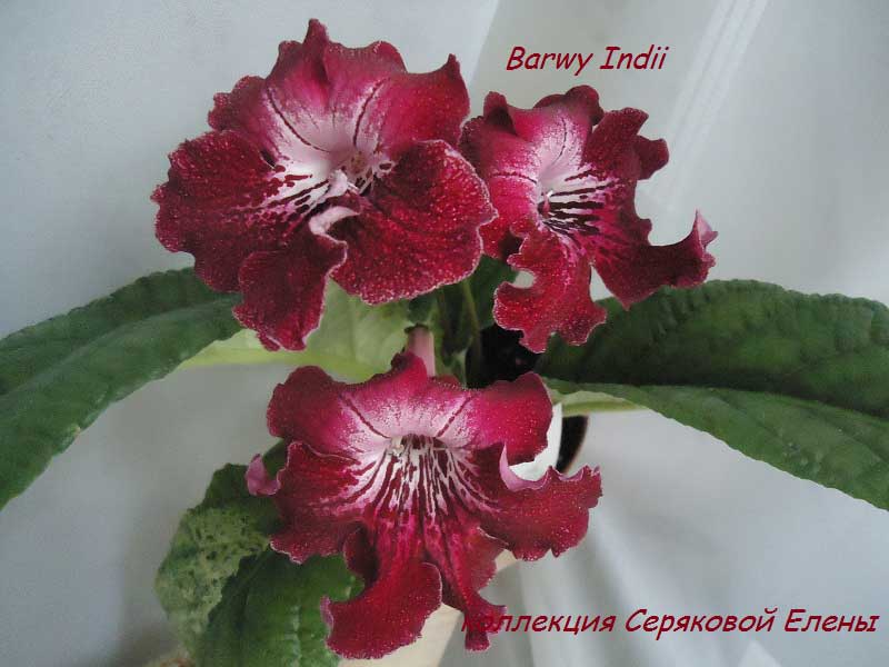  Barwy Indii 