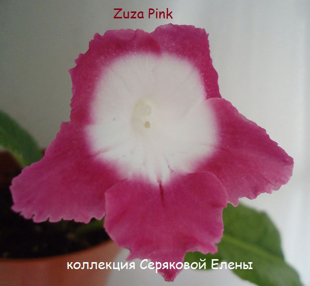  Zuza Pink 