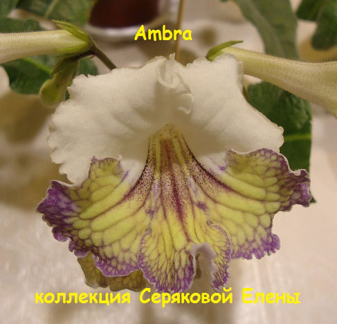  Ambra 