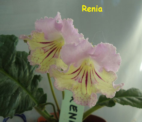  Renia 