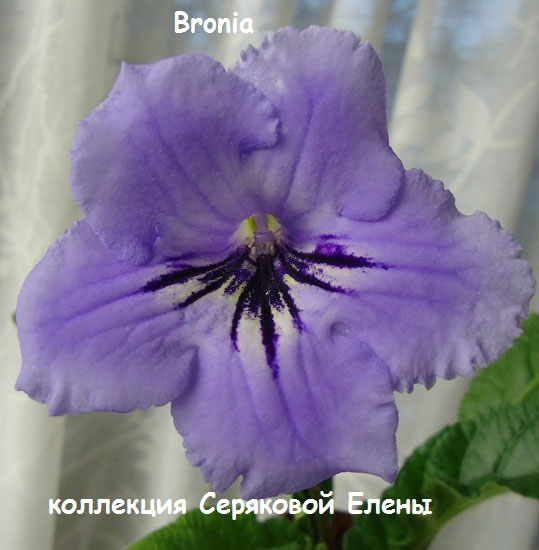  Bronia 