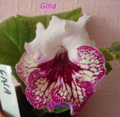  Gina 