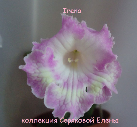  Irena 