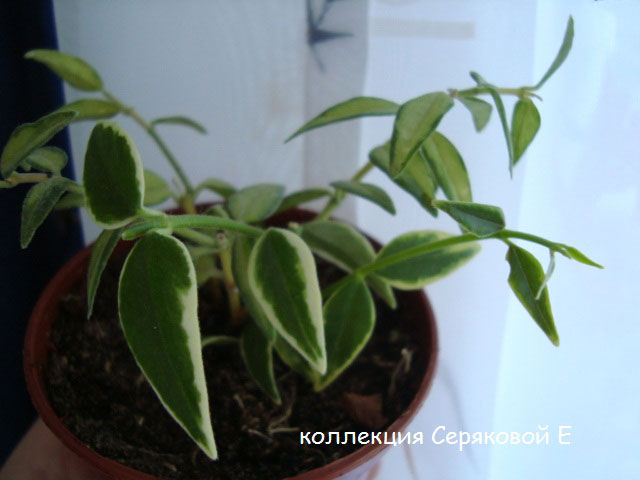  Hoya bella cv. Albomarginata 