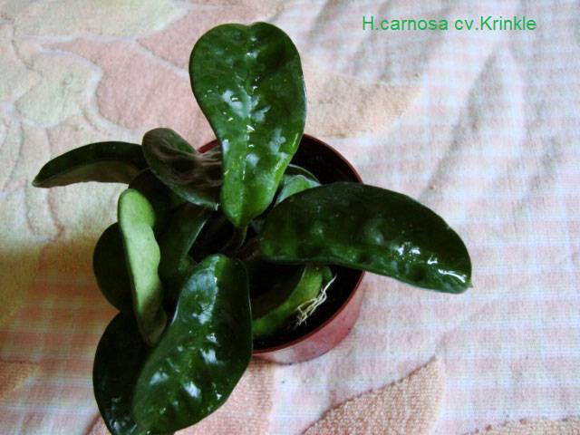  Hoya Carnosa Krinkl 