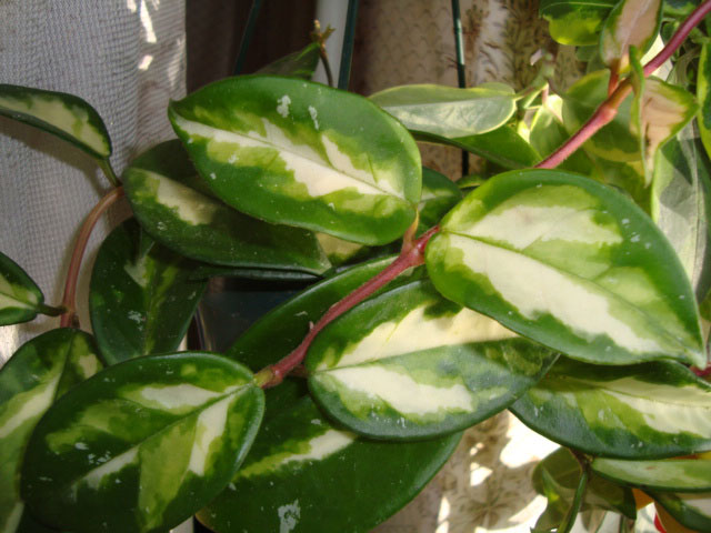  Hoya Carnosa var. Tricolor 