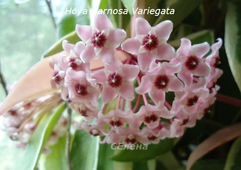  Hoya Carnosa Variegata 