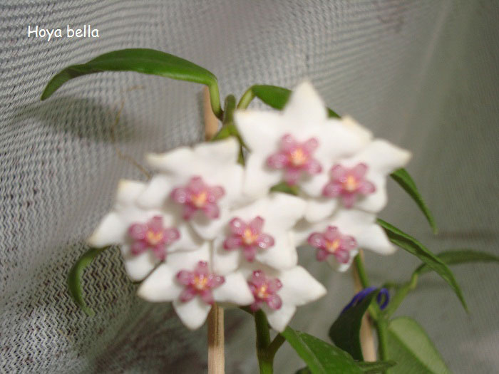  Hoya bella 