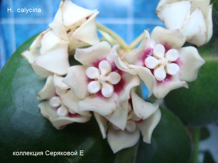  Hoya Calycina Schlechter 