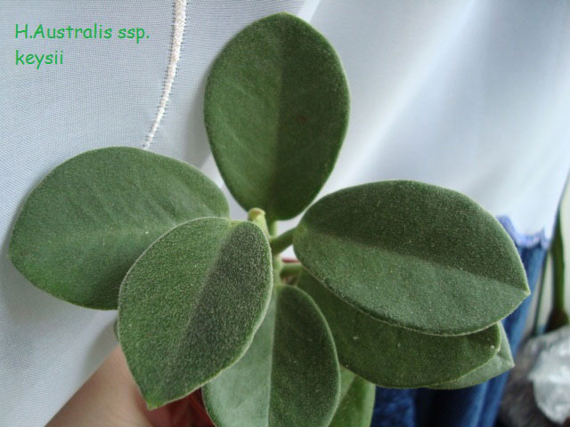  Hoya Australis ssp. keysii 