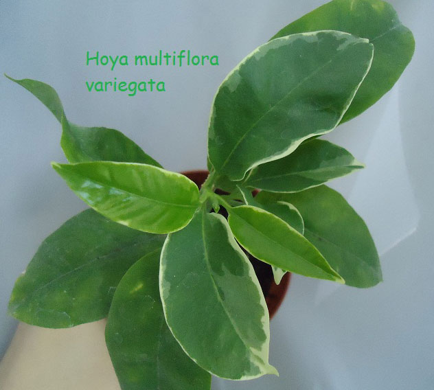  Hoya ultiflora variegata 