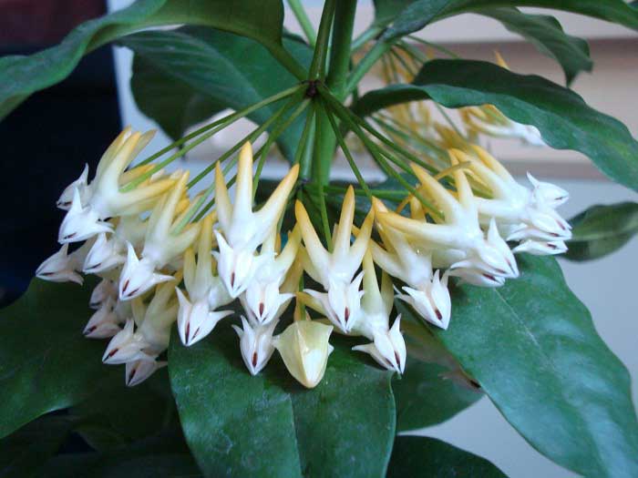  Hoya ultiflora 