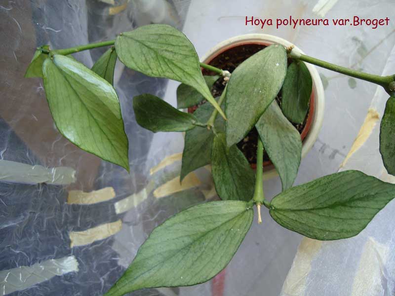  Hoya polyneura var.Broget 