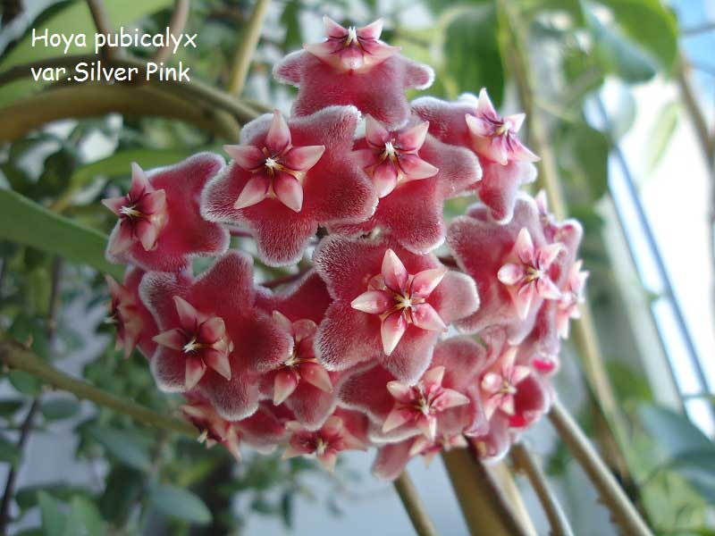  Hoya pubicalyx var.Silver Pink 