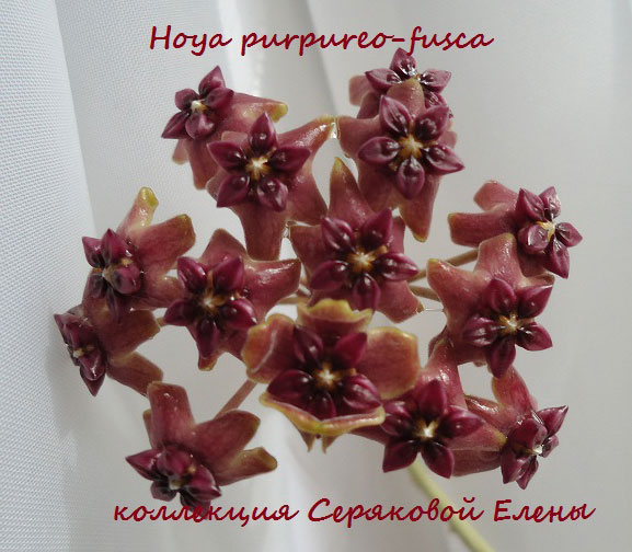  Hoya purpureo-fusca 