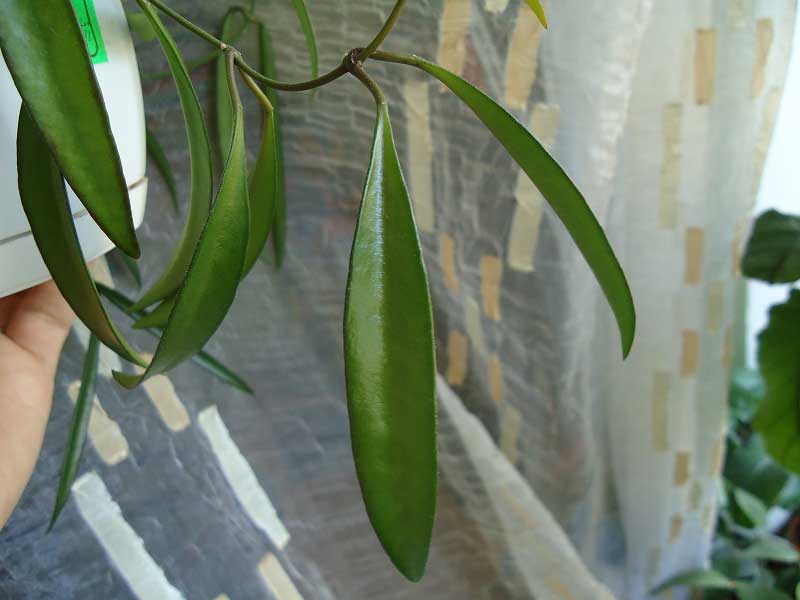  Hoya wayetii 