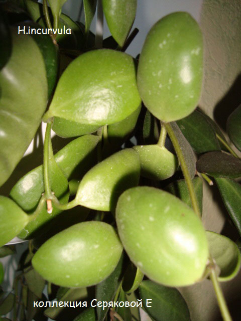  Hoya incurvula 