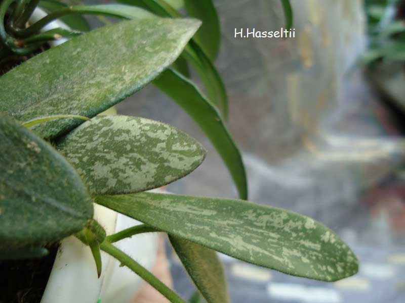  Hoya Hasseltii 