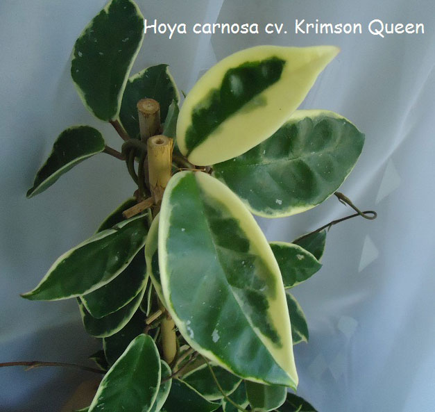  Hoya arnosa cv. Krimson Queen 