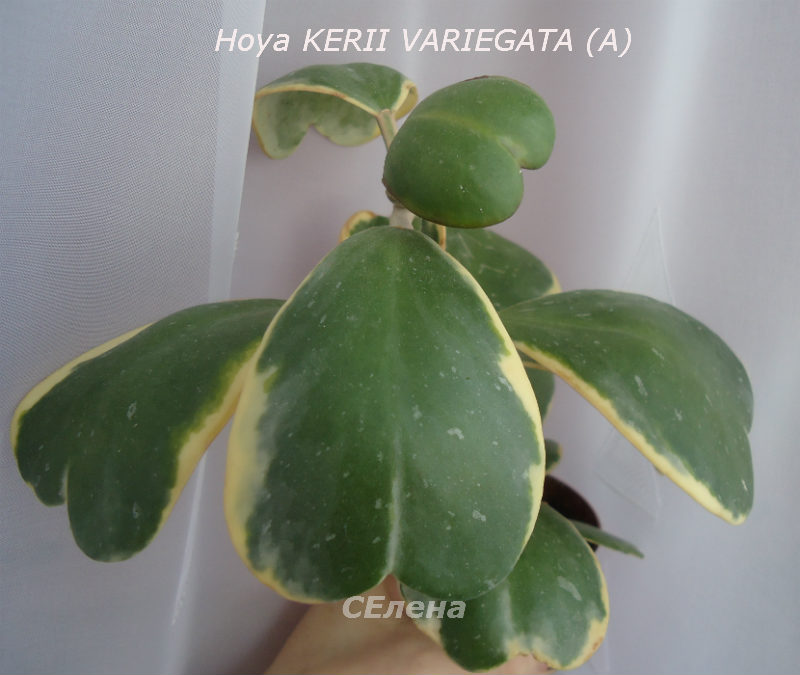  Hoya KERII VARIEGATA ()( ) 