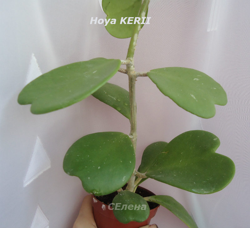  Hoya KERII () 