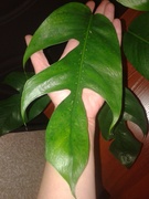   sp.(T03) Skeleton (mature leaf)