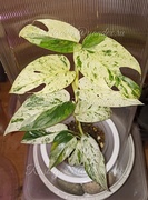   pinnatum White Marble variegated