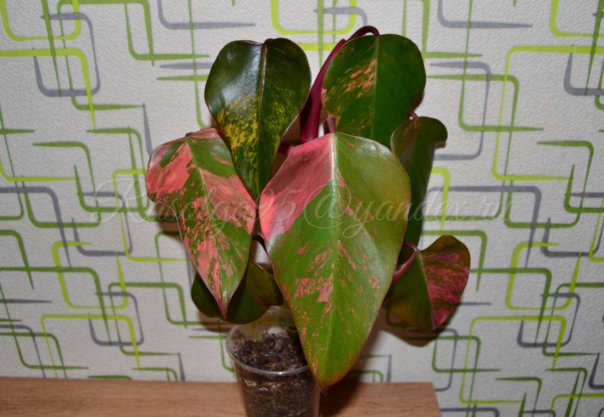   Red Emerald variegated 