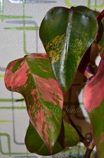   Red Emerald variegated