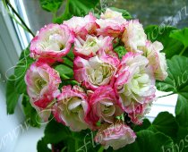  Apple Blossom Rosebud