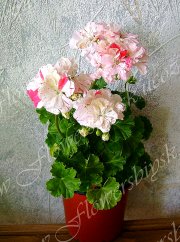 Пеларгония Sandown