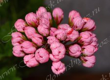 Пеларгония Pink Pandora