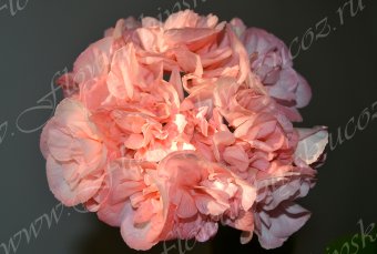 Пеларгония Edward's Elegance