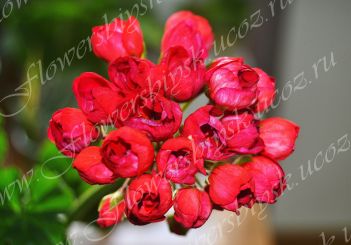 Пеларгония Mrs. Charles