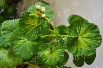 Пеларгония Happy Appleblossom Rosebud