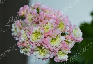 Пеларгония April Snow