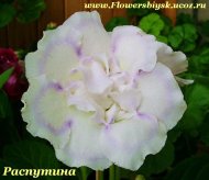Глоксиния Северное Сияние (Амадео)