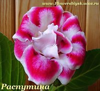 Глоксиния МД- Ласковый Май