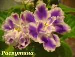 Фиалка Приятная