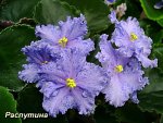 Фиалка ЕК-Королева Льда